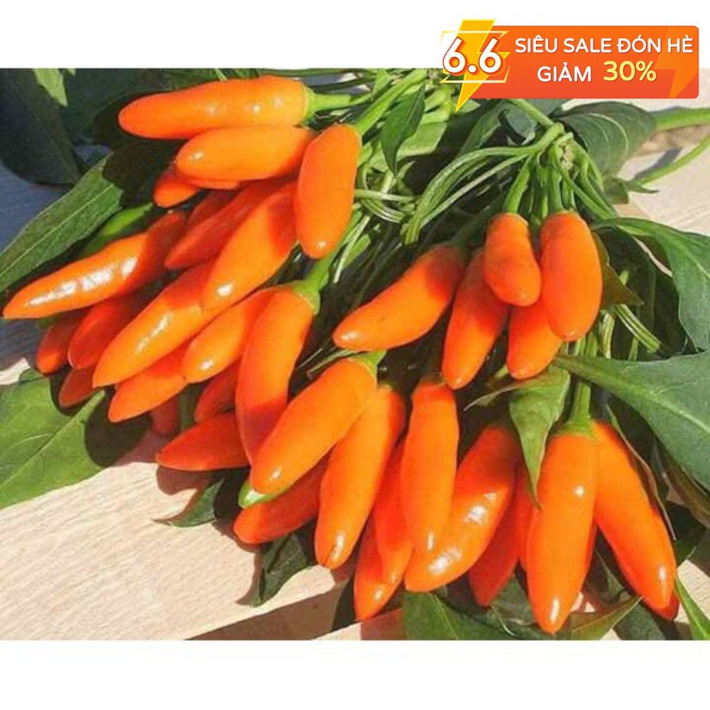 |HÀNG NHẬP KHẨU| Hạt giống ớt cam chỉ địa Thái Lan. Tặng kèm viên nén ươm hạt và kích rễ