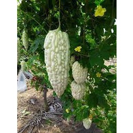 2Gram Hạt Giống Mướp Đắng Trắng Nhật Năng Suất Cao, Nhanh Thu Hoạch, Giòn Ngon
