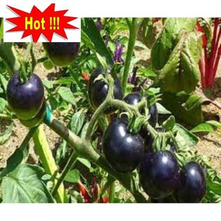 Hạt giống cà chua bi đen 30 hạt