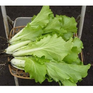 HẠT GIỐNG CẢI BẸ DÚN (CẢI DÚNG)THÁI LAN