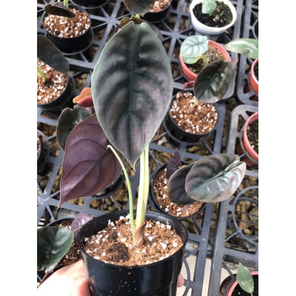 Alocasia Cuprea Red Secrect - Rồng đỏ, cây con, cây có rễ khoẻ mạnh