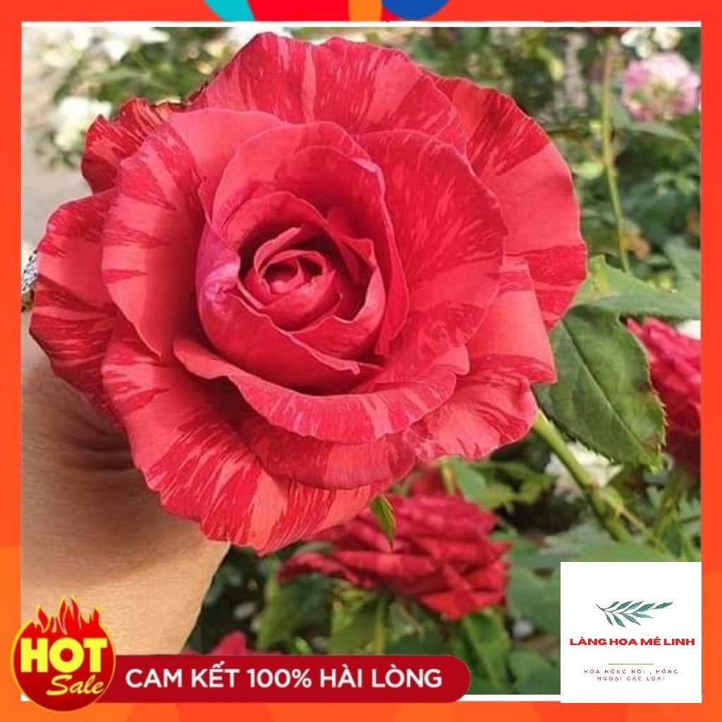 Hoa hồng bụi Red Intuition rose[️ĐỘT BIẾN ️]- đỏ sọc, đỏ sẫm. loại hoa hồng này có khoảng 31 đến 39 cánh hoa, mùi thơm