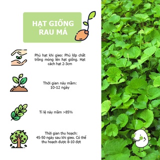 Hạt giống Eco Friendly - Rau Má