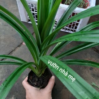 Cây lá dứa bầu đất đã ra rễ mạnh 1 bầu 2 cây