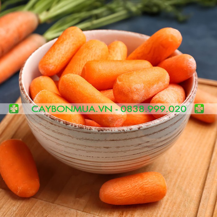 Hạt Giống Cà Rốt ORANGE gói 2gr - [&gt;92% Nảy Mầm] -Giống Vàng Chất Lượng