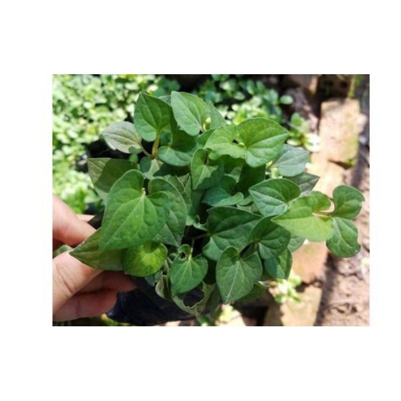 Combo 15 cây diếp cá