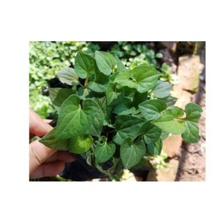 combo 15 cây diếp cá
