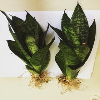 Cây lưỡi mèo - lưỡi hổ lùn - không chậu, rễ trần