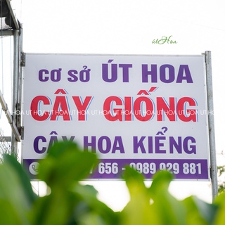 Cây giống ổi ruby ruột hồng