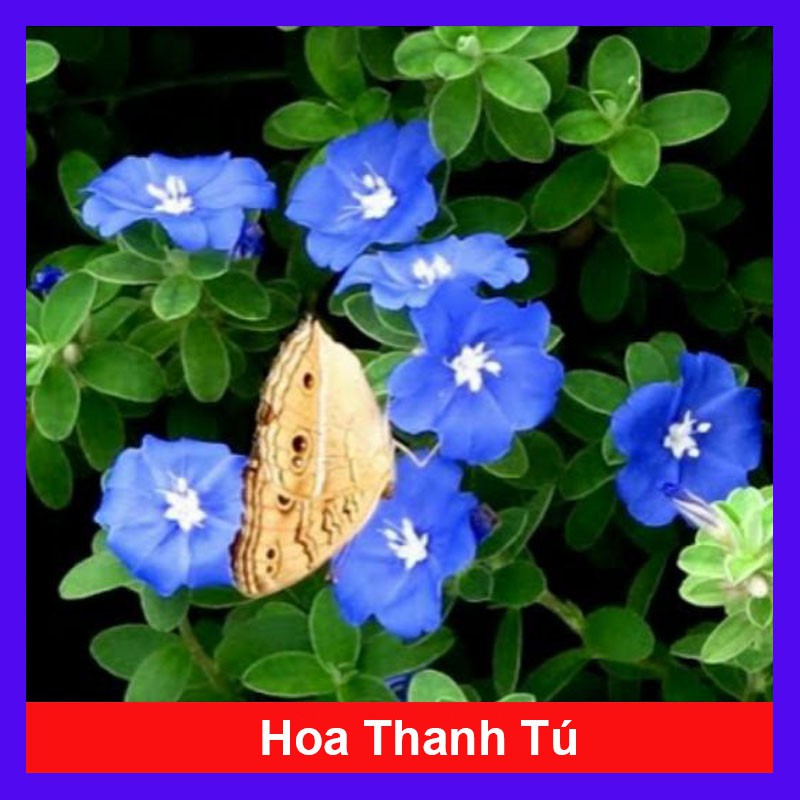 Hoa Thanh Tú - Cây cảnh sân vườn + Tặng phân bón cho cây mau lớn