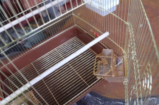 Lồng vẹt mạ vàng