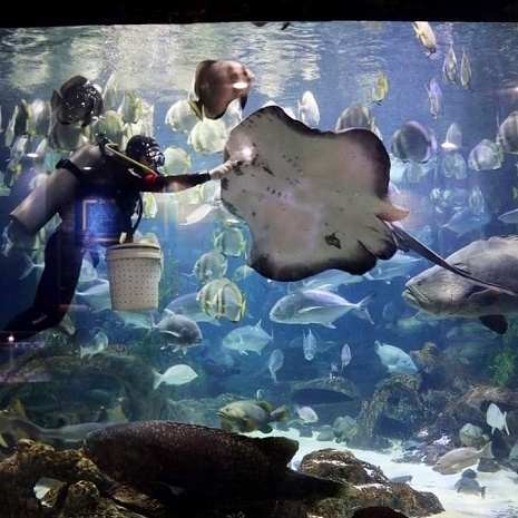 Vé QR Code vào cửa nhanh tại Thủy Cung Aquarium Times City - Áp dụng Cuối tuần và Lễ không phụ thu