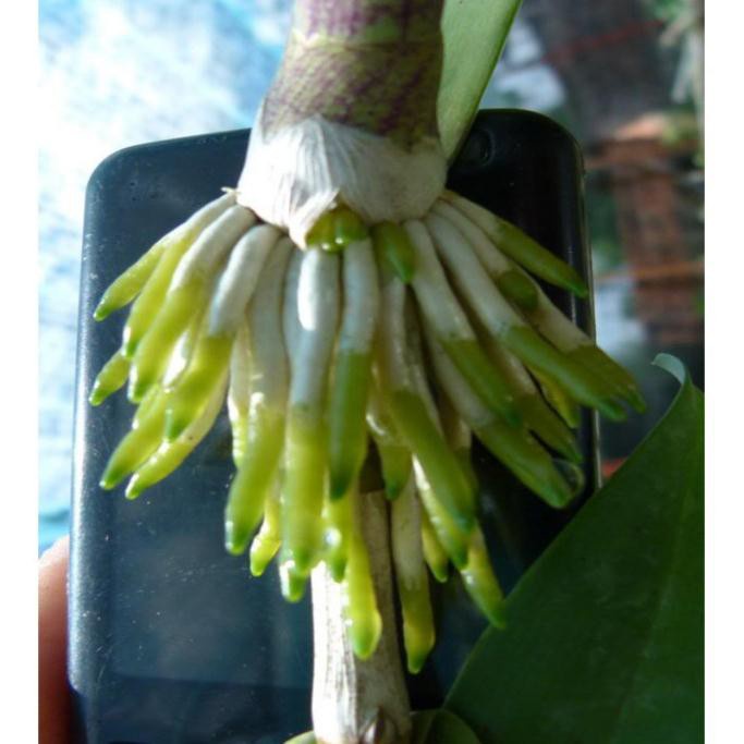 Phân bón lá kích thích ra rễ Roots 2, dạng nước, lọ 100ml, cho cây trồng - Hàng chính hãng