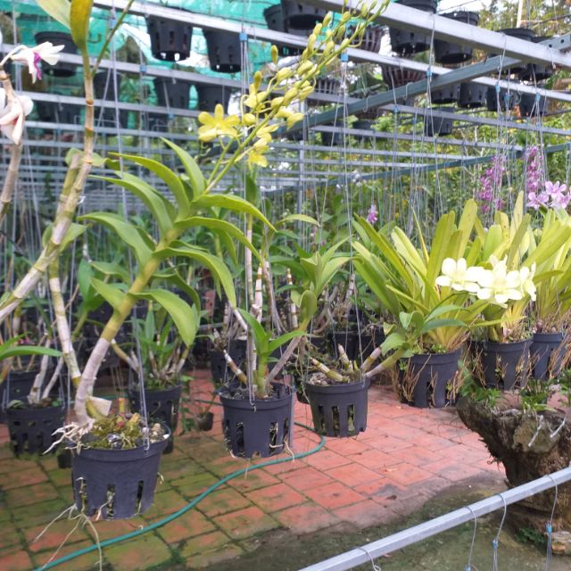 Lan denro.kiếm.nắng thơm