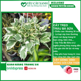 Chậu Treo Trầu Bà Cẩm Thạch (Trầu Bà Sữa)