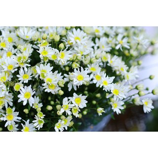 Hạt giống hoa cúc chi trắng