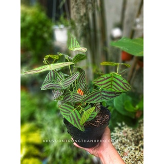 Cây bướm xuân 15-20cm