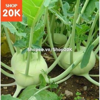 Bán Hạt giống Su hào xanh (MV) hàng đẹp