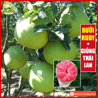 Cây bưởi Ruby ruột đỏ giống Thái Lan tép giòn không hạt, thơm và ngọt, cây con giống F1 khỏe mạnh không sâu bệnh - QD47