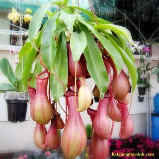Hạt giống Cây nắp ấm