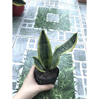 Cây lưỡi hổ xanh