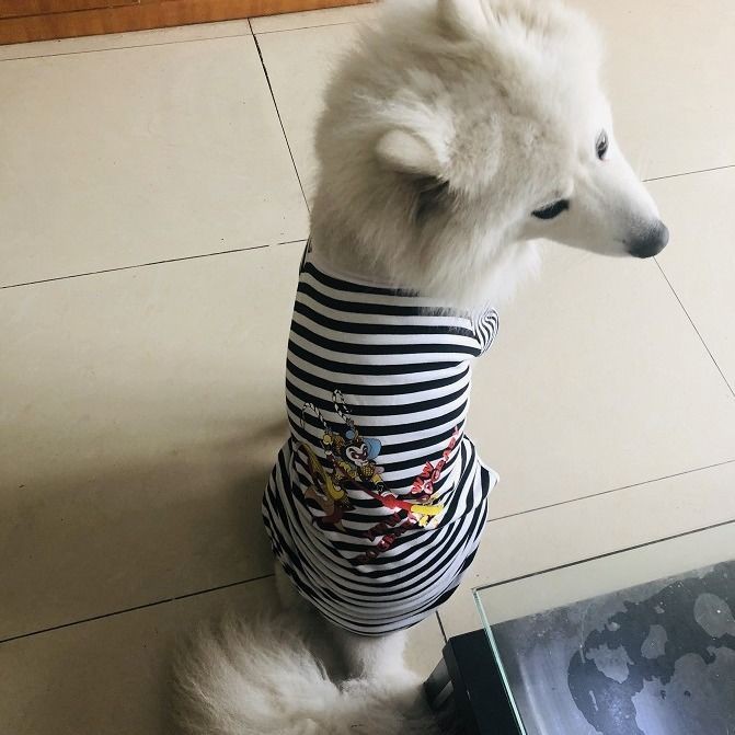 lớn quần áo cho chó vừa mùa hè bốn chân Golden Retriever Samoyed Labrador Thu Xuân Thìn