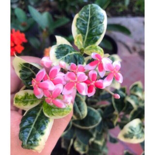 Cây bông trang cẩm thạch (hoa mẫu đơn) - 1 chậu, cao 18-30cm