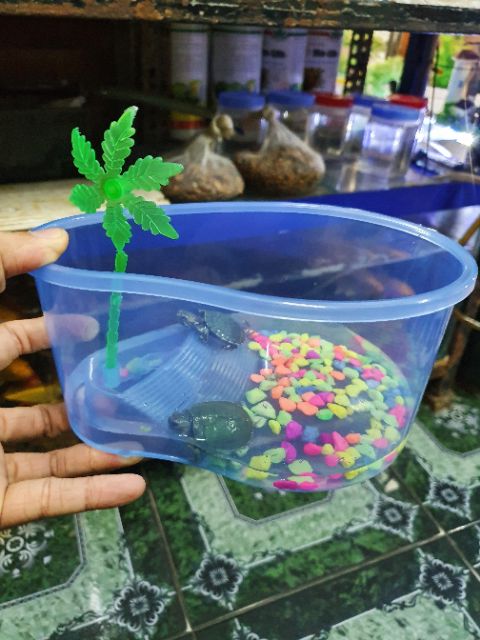 BỂ NUÔI RÙA BABA THÚ CƯNG RẤT DỄ THƯƠNG 20x15x10cm