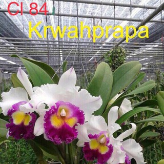 Lan cattleya cây giống ,lan cát