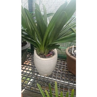 Keo liền da ( liền sẹo) hoa lan cây cảnh