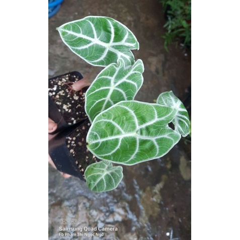 Alocasia watsoniana