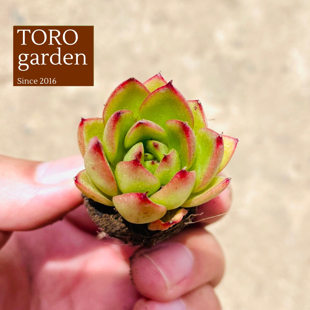 Sen đá viền lửa Đà Lạt size mini cây cảnh trang trí nhà cửa Toro garden
