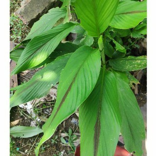 Cây giống nghệ đen , Nga Truật