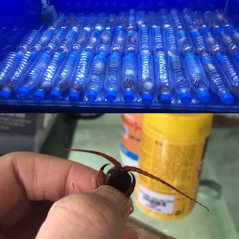 Thức ăn cá rồng rết size nhỏ