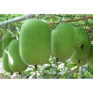 Hạt Giống Bí Xanh Đài Loan