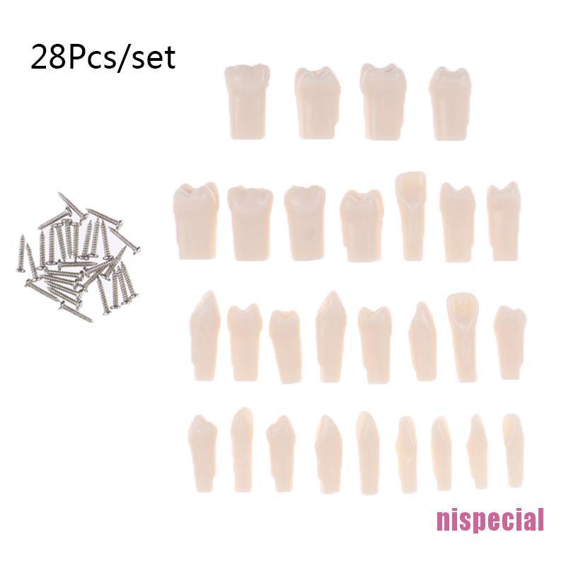 Bộ 28 Mô Hình Răng Giả Bằng Nhựa Chuyên Dùng Cho Nha Khoa