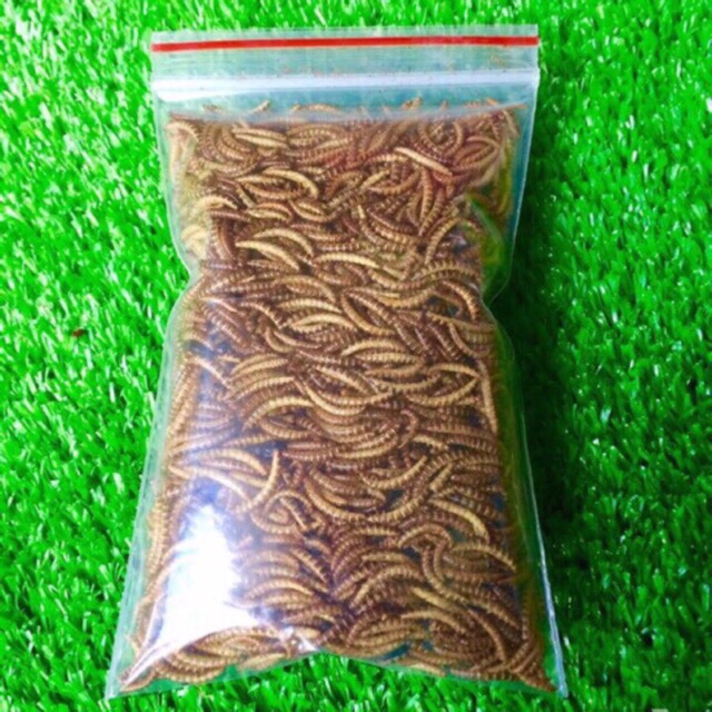 Sâu Sữa Trắng Rang Bơ