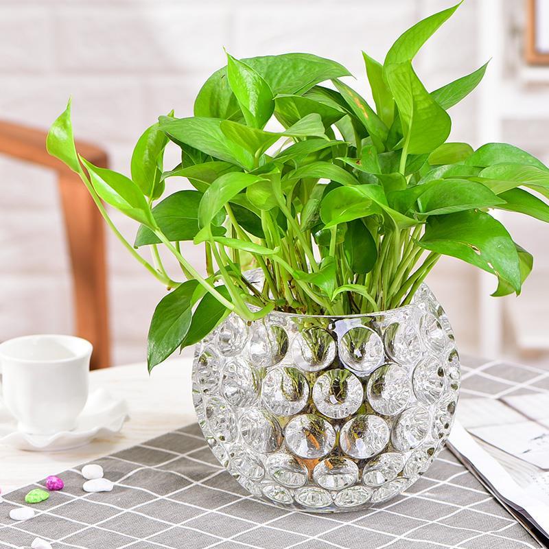 ☬▥Đơn giản trong suốt thủy tinh nước nuôi cấy thì là xanh đồng xu cỏ hoa súng phòng khách máy tính để bàn chèn bình trồn