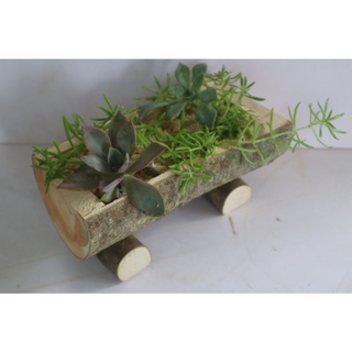 châu gỗ trồng sen đá, sương rồng