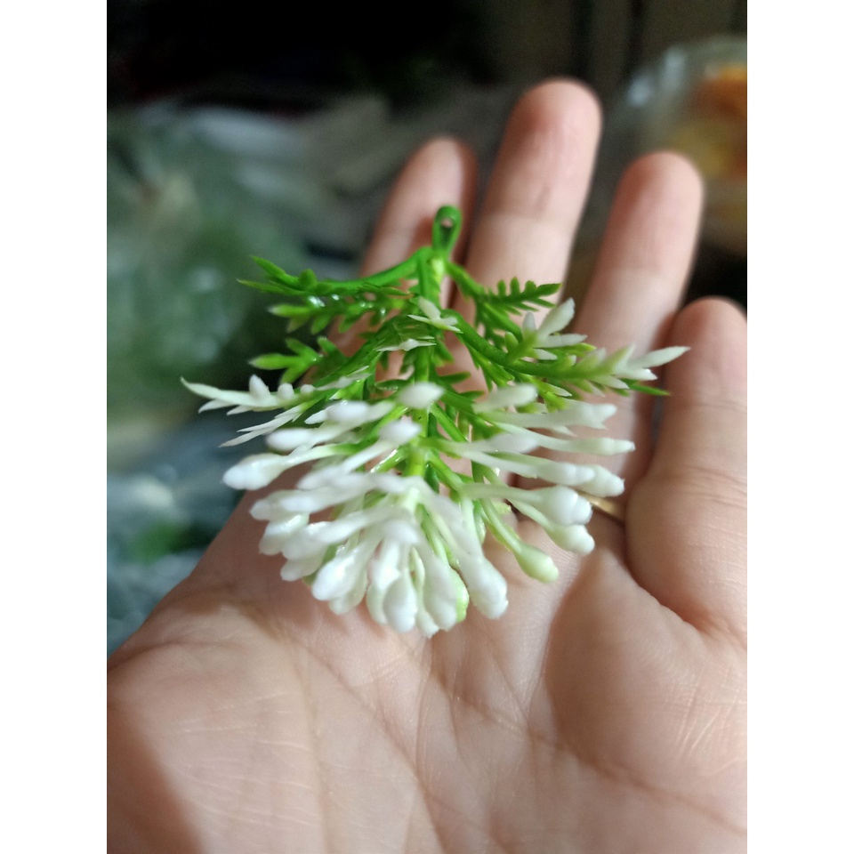 CỎ ĐIỂM KÝ- ĐIỂM CHÔM CHÔM