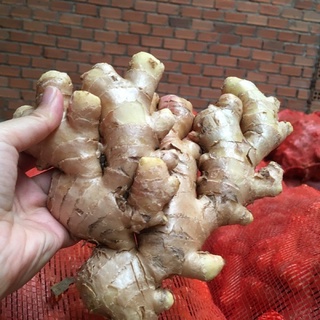 Củ Gừng Tươi 1Kg