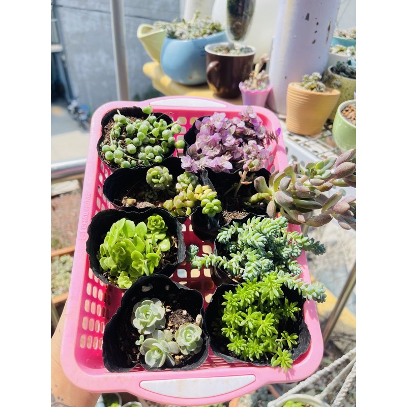 combo sedum 8 loại