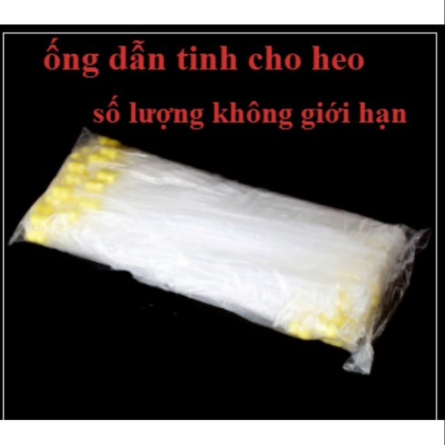 Que phối tinh heo nông đầu nhỏ