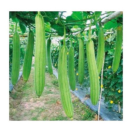 (SIÊU HOT) Hạt giống mướp hương cao sản, mướp bảy lá gói 1gr
