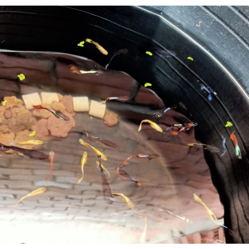 Compo 1 cặp FULL GOLD trốngg máii lai siêu đẹp