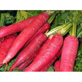 400H - HẠT GIỐNG CÀ RỐT ĐỎ