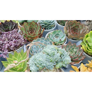 COMBO 5 SEN ĐÁ SIÊU PHẨM SIZE TRUNG-LỚN 10-13 CM (SIÊU DỄ TRỒNG, ĐÃ THUẦN KHÍ HẬU)