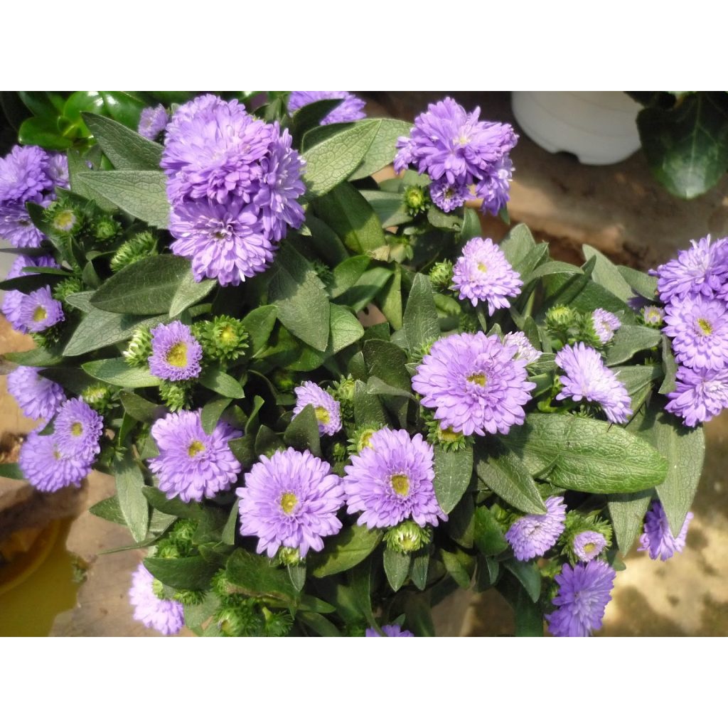 hạt Hạt giống hoa cúc magic- cúc đà lạt- cúc thúy