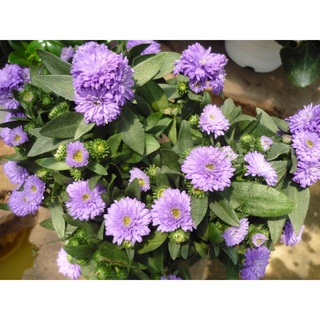 hạt Hạt giống hoa cúc magic- cúc đà lạt- cúc thúy