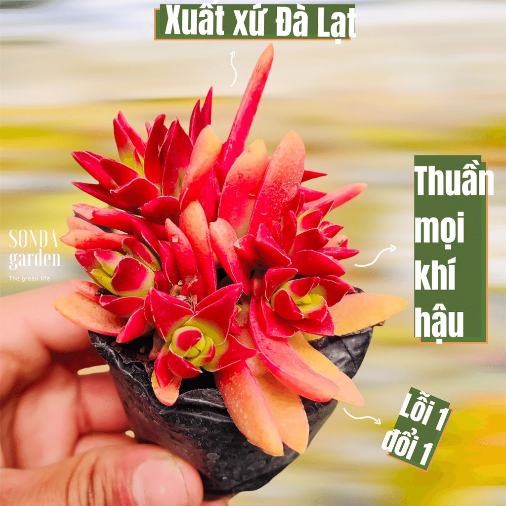 Sen đá tứ phương tím SONDA GARDEN size bé 5-8cm, xuất xứ Đà Lạt, khoẻ đẹp, lỗi 1 đổi 1